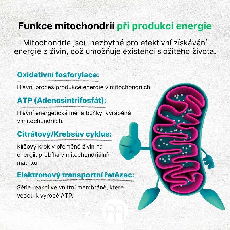Funkce mitochondrií při produkci energie (1)